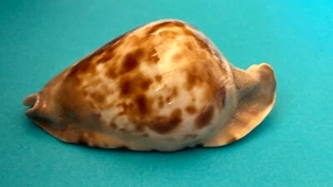 CYPRAEA ZOILA MARGINATA CONSUETA SEASHELL F++/+++ 60.2 MM - Picture 1 of 10