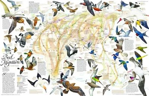 Birds Migration of the Eastern Hemisphere by National Geographic Wall Map - Picture 1 of 1
