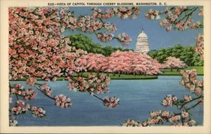 Washington,DC Vista Of Capitol Through Cherry Blossoms Postcard - Picture 1 of 2
