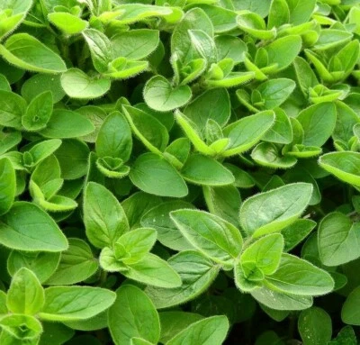 ECHTER MAJORAN 500+ Samen ORIGANUM MAJORANA Sweet Marjoram seeds KRÄUTER Gewürz - Bild 1 von 3