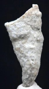 HORN CORAL FOSSIL Mineral Natural Fossilized Ocean Vintage Specimen Rock Sample - Picture 1 of 3