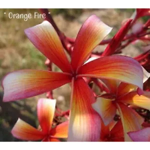 KK28 "Orange Fire / Orange" Plumeria Hawaii Frangipani Flower, Fragrant Flowers. - Picture 1 of 7