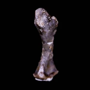 Captorhinus Aguti fossiler Femurknochen Perm Alter Reptil 299 Mil Jahre altes Display - Bild 1 von 10
