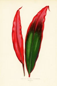 1861 EJ Lowe Esq, schöne Blattpflanzen - #3 - Bild 1 von 4