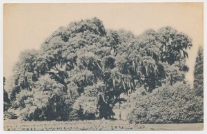 Great Middleton Oak, Middleton Place Gardens, Charleston, South Carolina - Bild 1 von 2