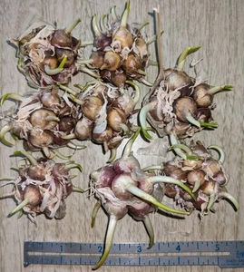 100 German Extra-Hardy Hardneck Garlic Bulbils/seeds, 2025 Harvest - Picture 1 of 1
