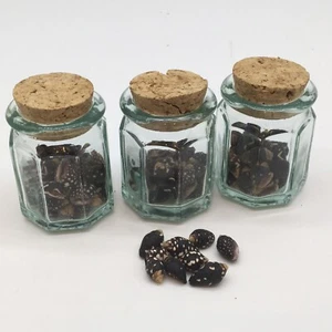 3 Small Corked Jars With Tiny Nassa Columbella Mini Shells Beach Decor Crafts - Picture 1 of 7