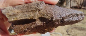 Fossil Dinosaur Specimen Bone - DS56- Jurassic/Morrison Formation - Picture 1 of 16
