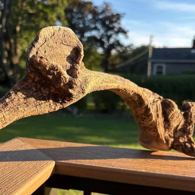 Hardwood Driftwood Arch 21x7x8 with Dark Brown Grain Natural Aquarium Terrarium - Image 1 of 4