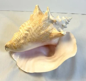 7" Conch Snail Sea Shell Spiral Pink White Ocean Seashell Tropical Aquarium - Picture 1 of 7