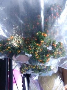 8 based Landscape Model Orange Grove Trees wargaming scenery terrain 1 1/2" Tall - Picture 1 of 3