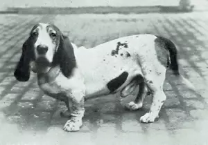 Cruft's Dog Show Agricultural Hall Islington 1899 3 páginas foto artículo M920 - Imagen 1 de 4