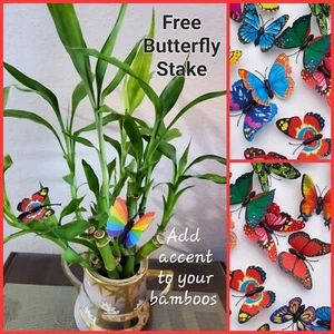 7 LUCKY BAMBOO Stalks 4" 6" Indoor Plants, Feng Shui, GIFT, Free Butterfly Stake - Picture 1 of 8