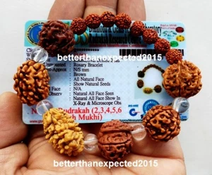 Certified Rudraksha 2 3 4 5 6 Mukhi (Face) + Ganesh Rudraksh Beads Mala bracelet - Picture 1 of 2