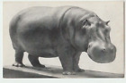 Carte postale Hippopotamus Field Museum of Natural History Chicago Illinois P9