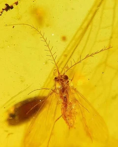 Burmite Fossil Cretaceous amber Stone moth insect Burmese Fossil amber Myanmar - Picture 1 of 7