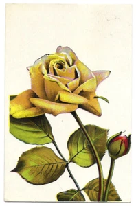 Rose gialle - 1915 - Picture 1 of 2