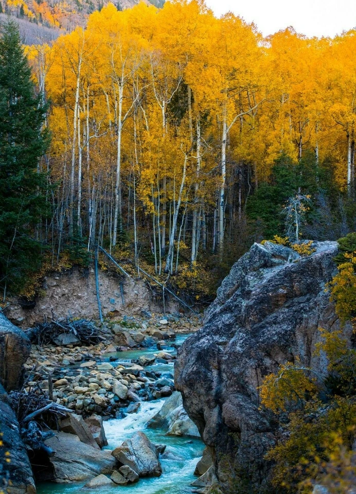 PÓSTER FOTO IMPRESIÓN EE. UU. Naturaleza Creek and Trees Aspen Colorado otoño otoño otoño Foto 1 de 1