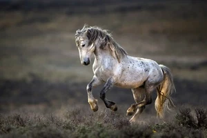 Wild Wild West By Verdon Horse Photography Giclee Art Print Ships Free - Picture 1 of 4