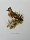 WOODLARK bird print. Antique and vintage ornithology and biology lithograph.