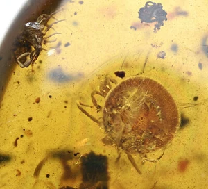 Rare Ixodida (Hard Tick), Fossil inclusion in Burmese Amber - Picture 1 of 2
