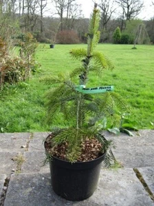 Abies nordmanniana pendula 7.5L 67-80cm EXACT ITEM OFFER - Picture 1 of 1