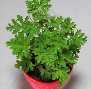 Citronella Brains Buster Grass Mosquitoes Repellent Plant seeds Bonsai 100Pcs - Picture 1 of 6