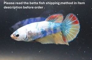 Thailand Live Betta Fish Pet Fancy White Female Girl Quality Grade Plakad Breed - Picture 1 of 24