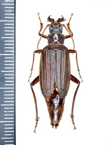 Cerambycidae, Monocladum aegyptiacum ssp. granulipenne, Saudi Arabia, VERY RARE - Picture 1 of 1