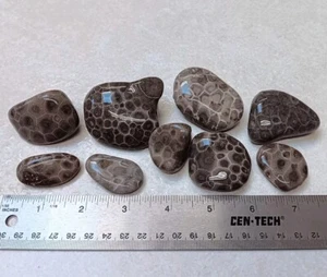 9 Dark Petoskey Stone Unpolished Michigan Hexagonaria Rock Lot of Coral Fossils - Picture 1 of 8