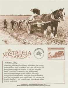 Postal Mujeres Plantando Patatas Yorkshire 1952 Caballo - Nostalgia - Imagen 1 de 3