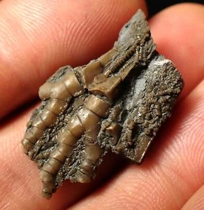 Fósil detallado de cabeza crinoide (32 mm) Fósiles de la costa jurásica Reino Unido idea de regalo mineral - Imagen 1 de 9