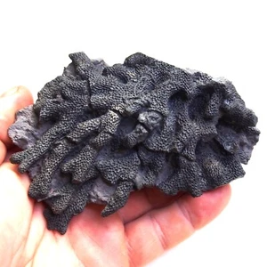 Coral Thamnopora Tabulata Czech Fossil Coral Devonian - Picture 1 of 12