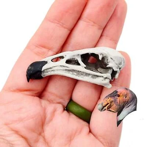 California Condor Skull Replica - 1:6 scale bird diorama, dollhouse (1 skull) - Picture 1 of 3