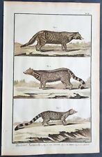 1753 Comte De Buffon Large Antique Print Mammals of Civet, Genet & Zibet Cats
