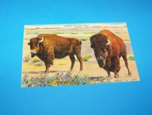 Büffel Amarillo, Texas Vintage Postkarte   - Bild 1 von 2