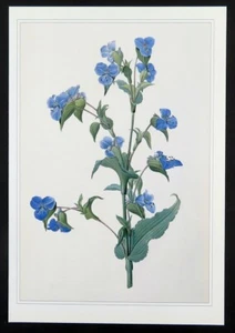 Redoute botanical print BLUE SPIDERWORT Commelina Tuberosa, 1990 book plate - Picture 1 of 3