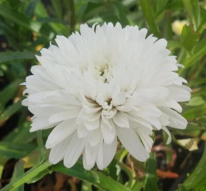 Shasta Daisy Summer Snowball x 1 Plant " leucanthemum x superbum " - Picture 1 of 7