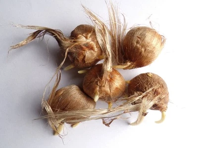 Crocus Sativus Safran - Crocus Sativus - SEM06 - Bild 1 von 4