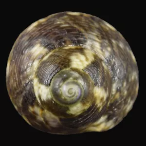 STEROMPHALA VARIA (Llança, Girona, España) 10,1 mm #47082 - Imagen 1 de 3