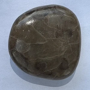 1 fósil de piedra Petoskey pulida de tamaño mediano lago Michigan - Imagen 1 de 7