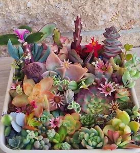 SUCCULENT Cuttings Variety Pack Mixed Colour Echeveria Senecio Aeonium Sedum - Picture 1 of 9