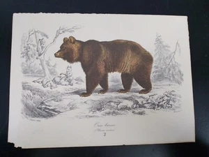 MINI ILLUSTRAZIONE Mme. FOURNIER ORSO BRUNO 2 - Imagen 1 de 1