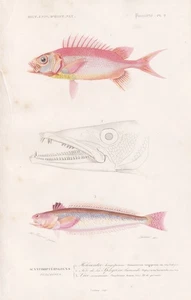Holocentrum longipenne Fische fishes engraving Zoologie Stahlstich Orbigny 1849 - Bild 1 von 1