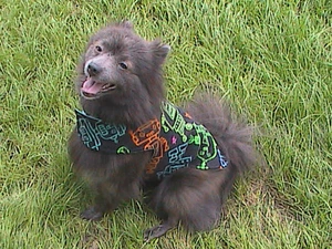 Lil' Dog Fleece Reversible Snuggie - Roboter - Medium - Bild 1 von 8