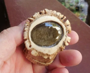 Secret Srash Box, Gold Sheen Obsidian Deer Antler Boss, Carved OM, Cruelty Free  - Picture 1 of 10