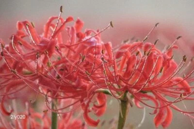 Lycoris radiata - Red Spider Lily - Magic Lily - 25 US-grown Flower Bulbs  - Image 1 of 4