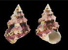Seashell : Tosatrochus attenuatus  23.1 mm  F+++  (from Indonesia)