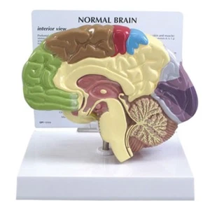 Modello GPI Brain Half Sected con Key Card LFA #2950 Faici un'offerta! VEDI VIDEO - Foto 1 di 4