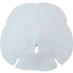 10 Dólares de Arena Punta de Flecha 3-3.5" (Juego de 10) - Imagen 1 de 1